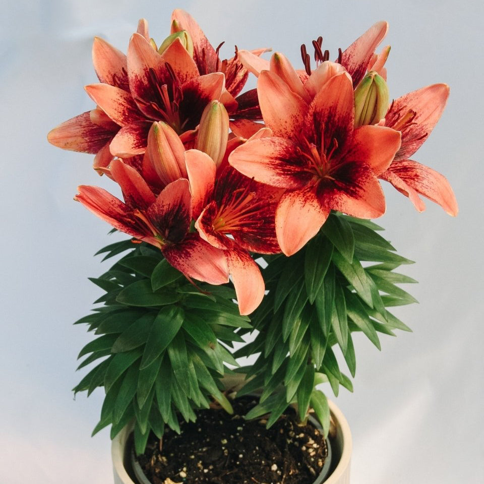 asiatic lily tiny ink Tiny Shadow Asiatic Lily – LandscapeDirect