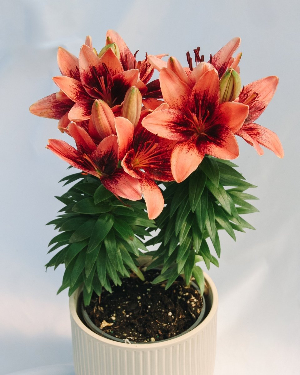 Tiny Shadow Asiatic Lily - LandscapeDirect