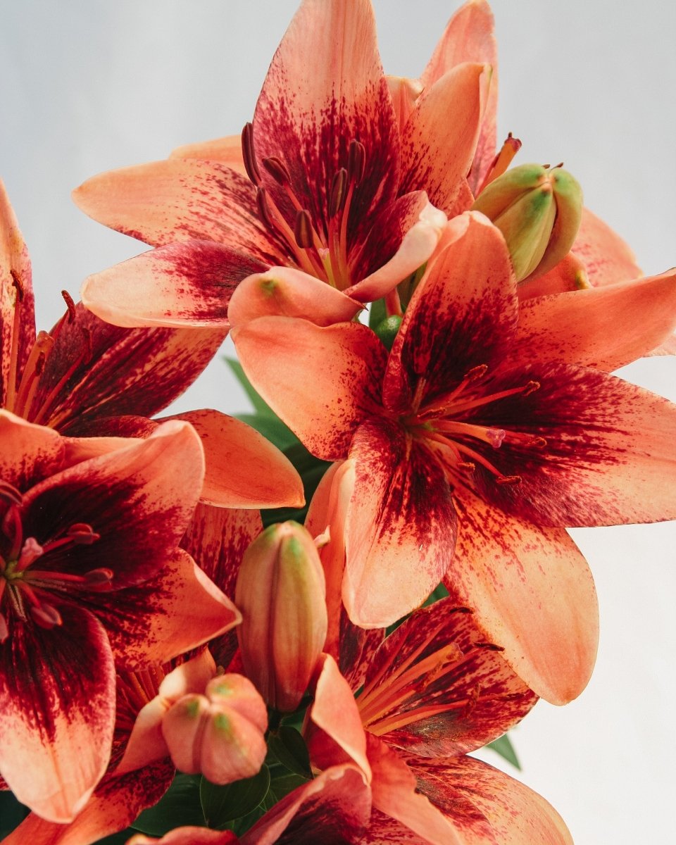 Tiny Shadow Asiatic Lily - LandscapeDirect