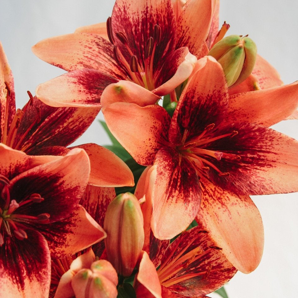 Tiny Shadow Asiatic Lily - LandscapeDirect