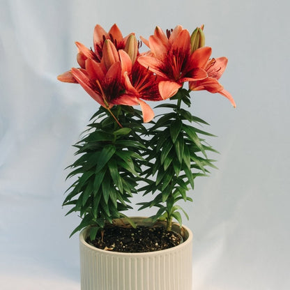 asiatic lily tiny shadow Tiny Shadow Asiatic Lily – LandscapeDirect