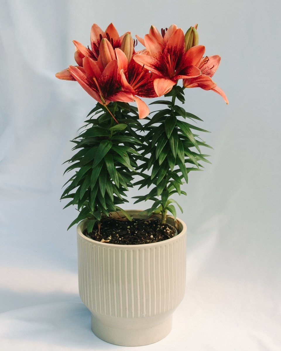 Tiny Shadow Asiatic Lily - LandscapeDirect