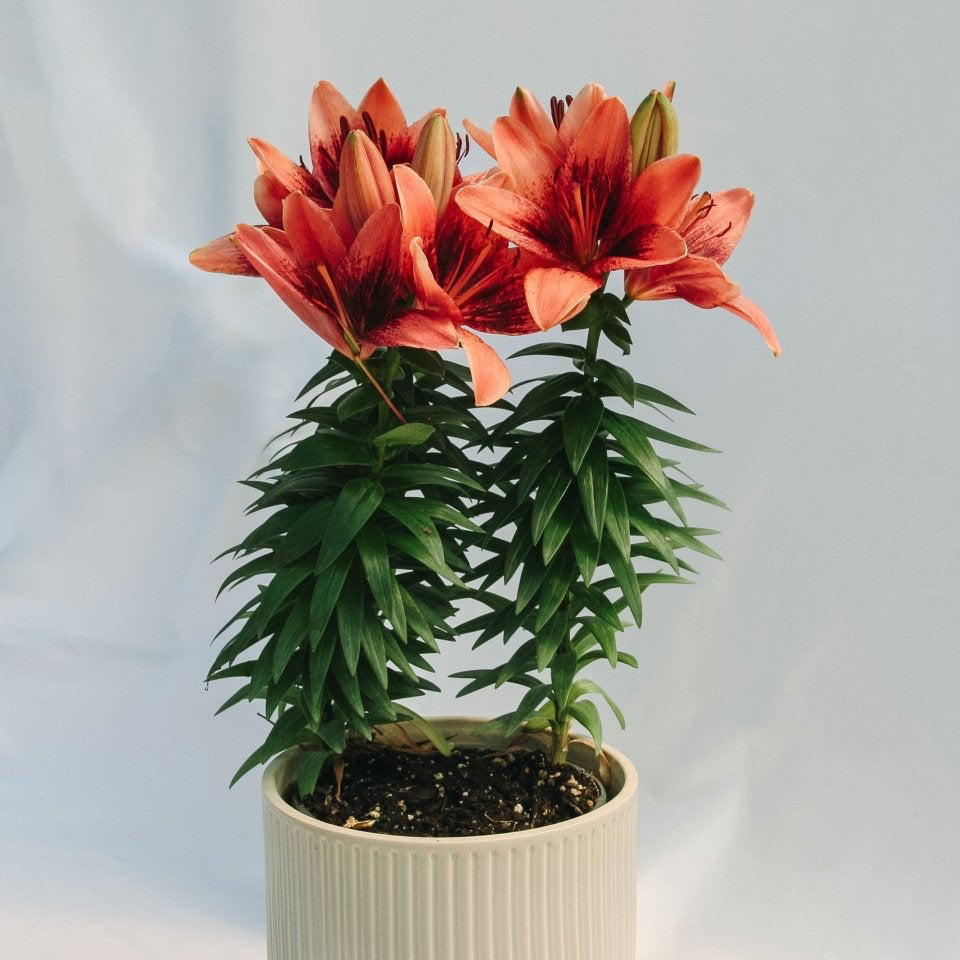 Tiny Shadow Asiatic Lily - LandscapeDirect