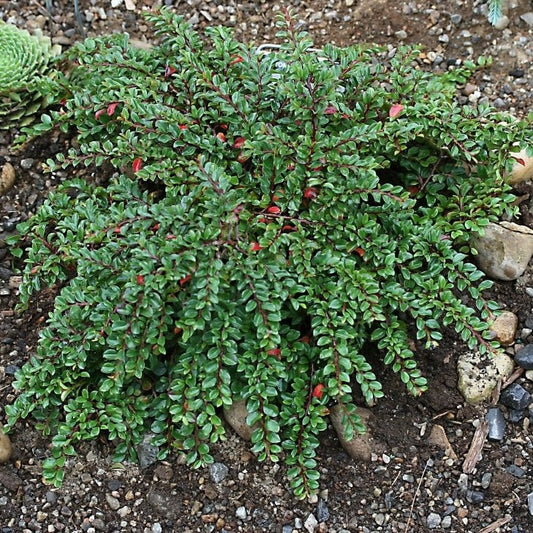 Tom Thumb Cotoneaster - LandscapeDirect