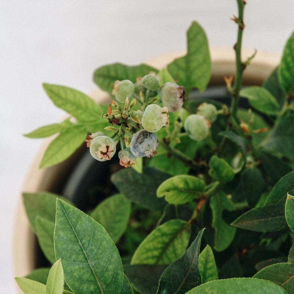 Top Hat Lowbush Blueberry - LandscapeDirect
