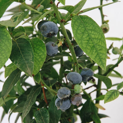Top Hat Lowbush Blueberry - LandscapeDirect