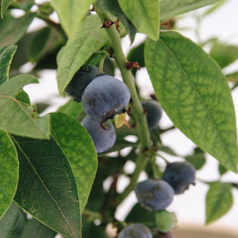 Top Hat Lowbush Blueberry - LandscapeDirect