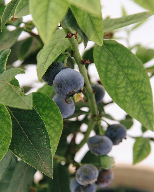 Top Hat Lowbush Blueberry - LandscapeDirect