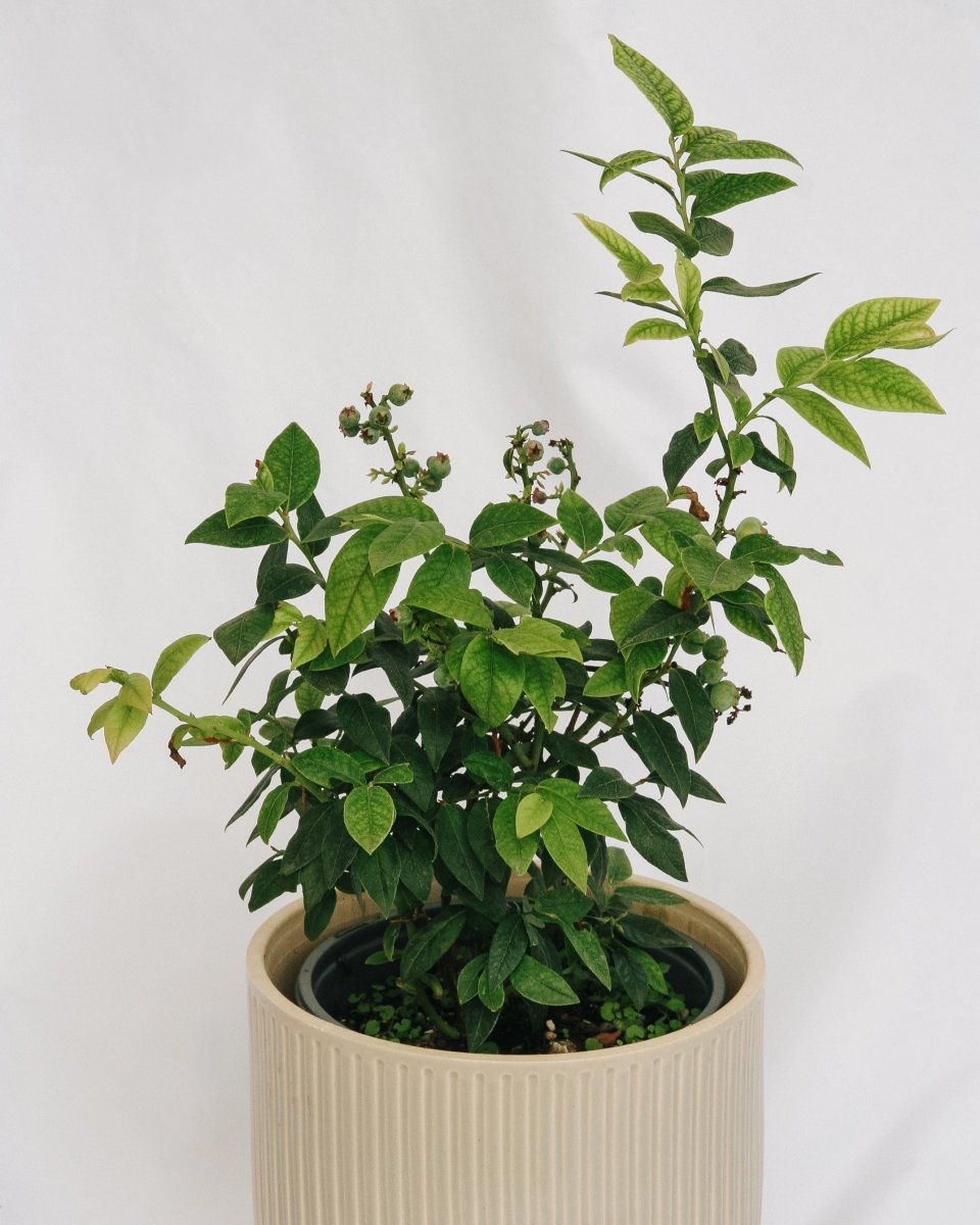 Top Hat Lowbush Blueberry - LandscapeDirect