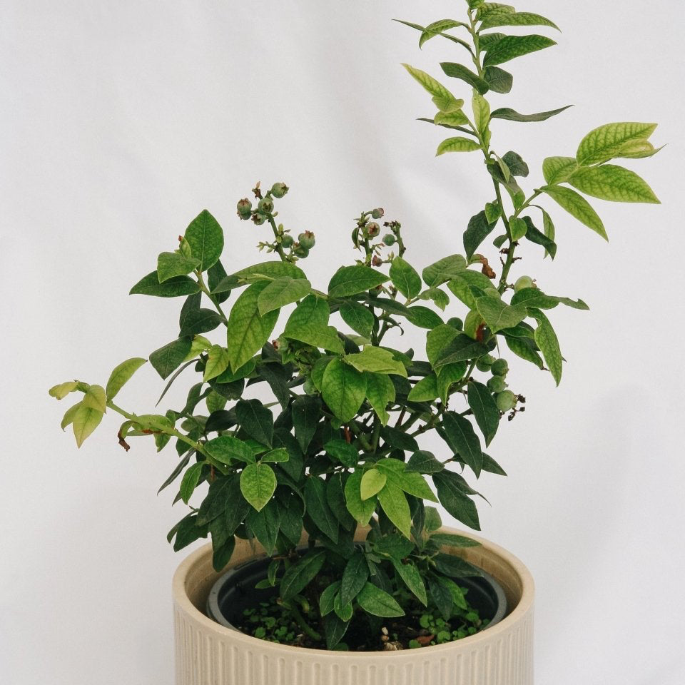 Top Hat Lowbush Blueberry - LandscapeDirect