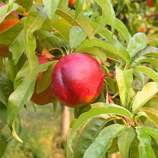 Nectarine Flavortop