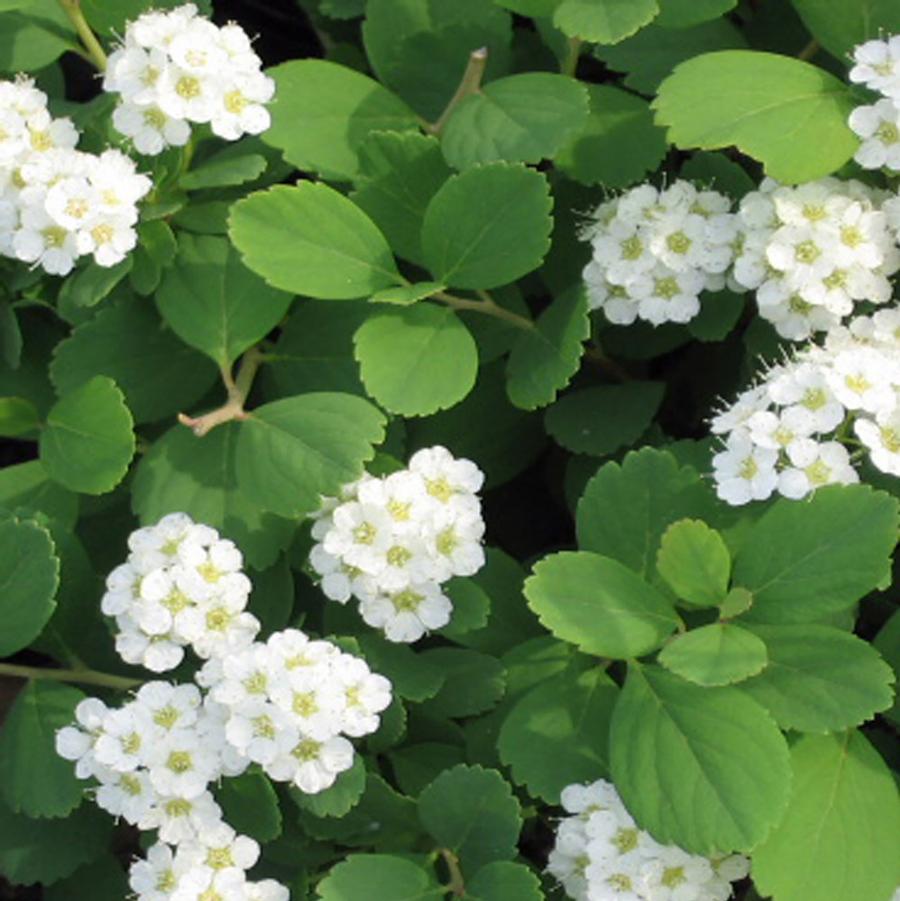 Tor Birchleaf Spirea - LandscapeDirect