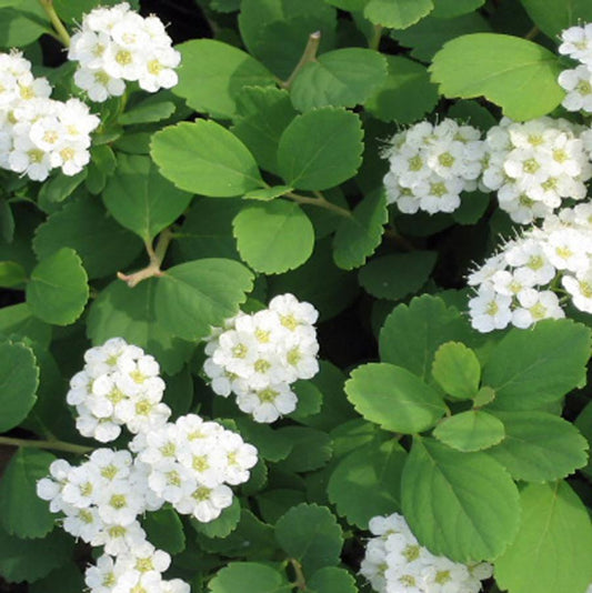 Tor Birchleaf Spirea - LandscapeDirect
