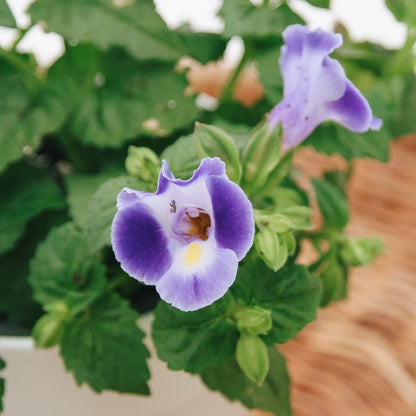 Torenia Catalina Midnight Blue - LandscapeDirect
