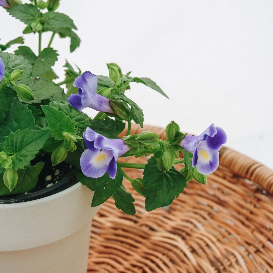 Torenia Catalina Midnight Blue - LandscapeDirect