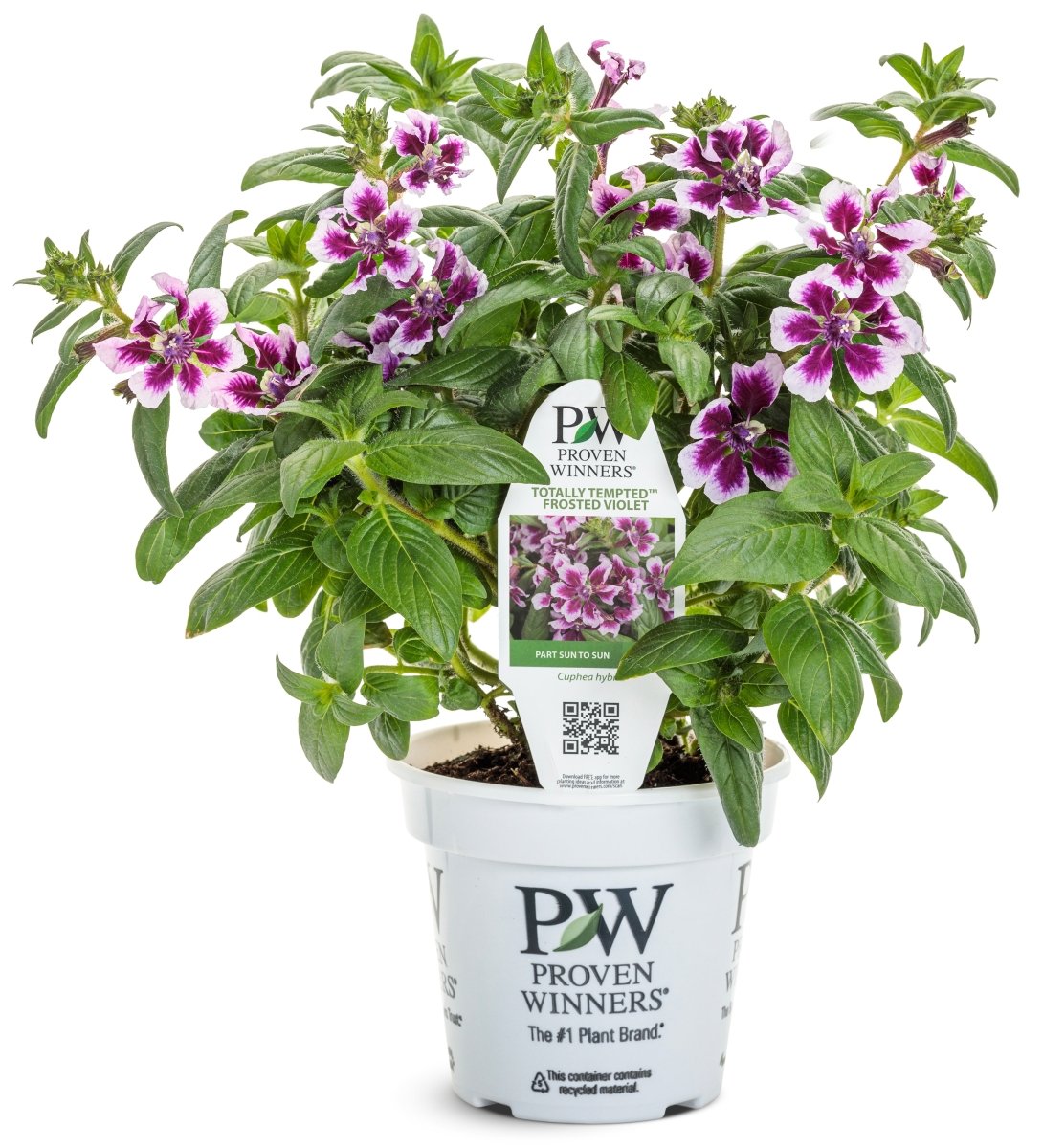 Totally Tempted™ Frosted Violets Cuphea - LandscapeDirect