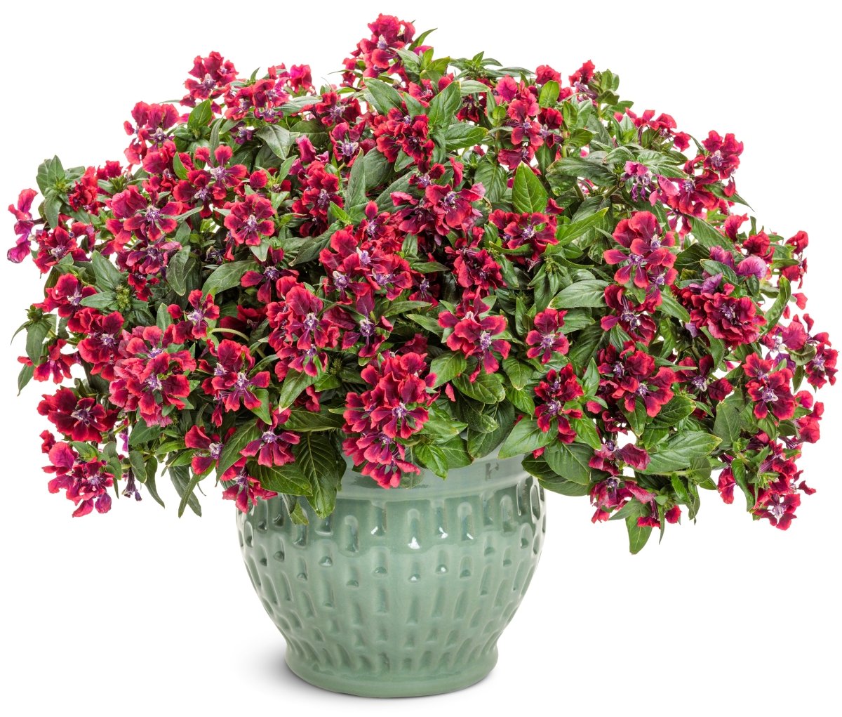 Totally Tempted Richly Red cuphea - LandscapeDirect