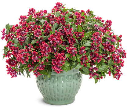 Totally Tempted Richly Red cuphea - LandscapeDirect