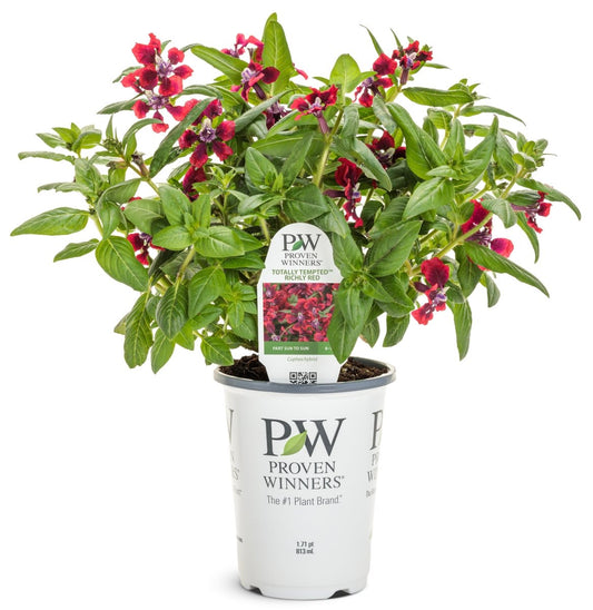 Totally Tempted Richly Red cuphea - LandscapeDirect