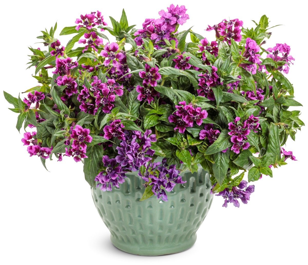 Totally Tempted Vivid Violet cuphea - LandscapeDirect