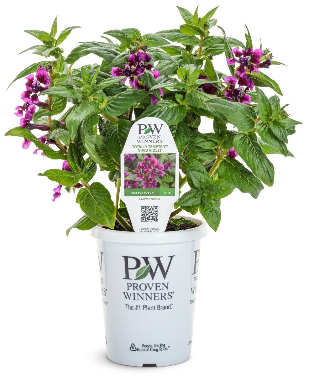 Totally Tempted Vivid Violet cuphea - LandscapeDirect