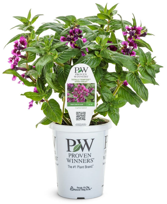 Totally Tempted Vivid Violet cuphea - LandscapeDirect