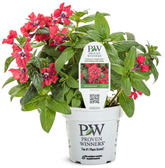 Totally Tempted Watermelon Wine cuphea - LandscapeDirect