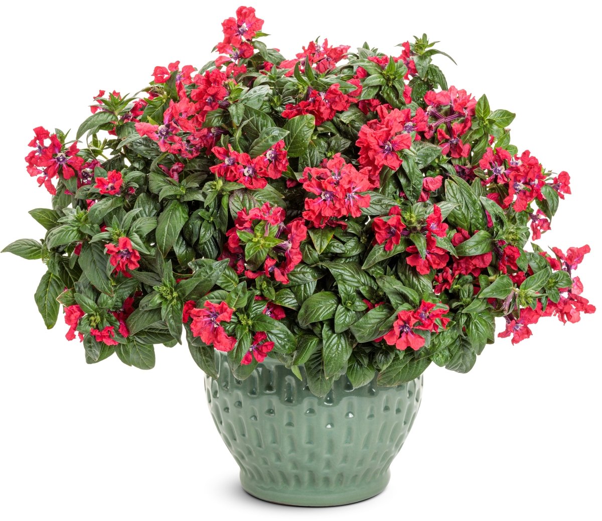 Totally Tempted Watermelon Wine cuphea - LandscapeDirect