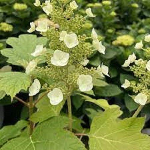 Toy Soldier Oakleaf Hydrangea - LandscapeDirect