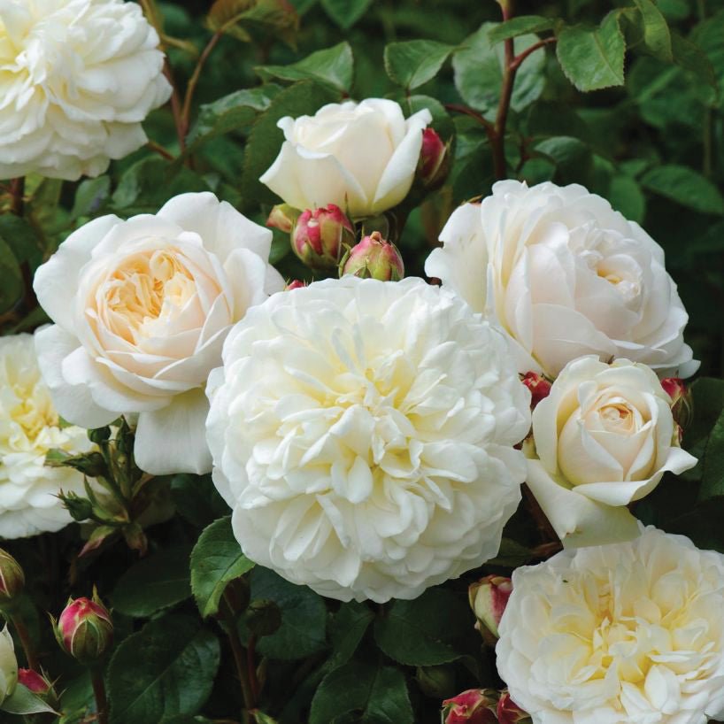 Tranquility English Rose - LandscapeDirect