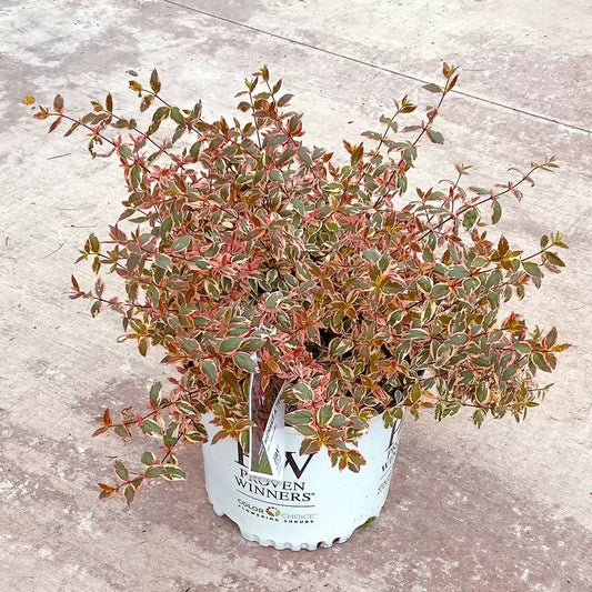 Tres Amigos Abelia - LandscapeDirect