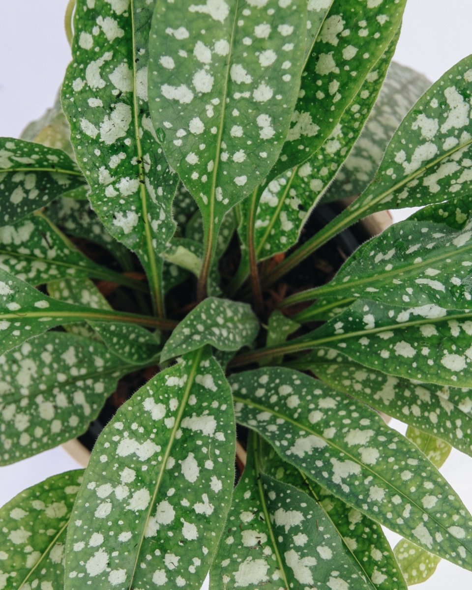 Trevi Fountain Lungwort - LandscapeDirect