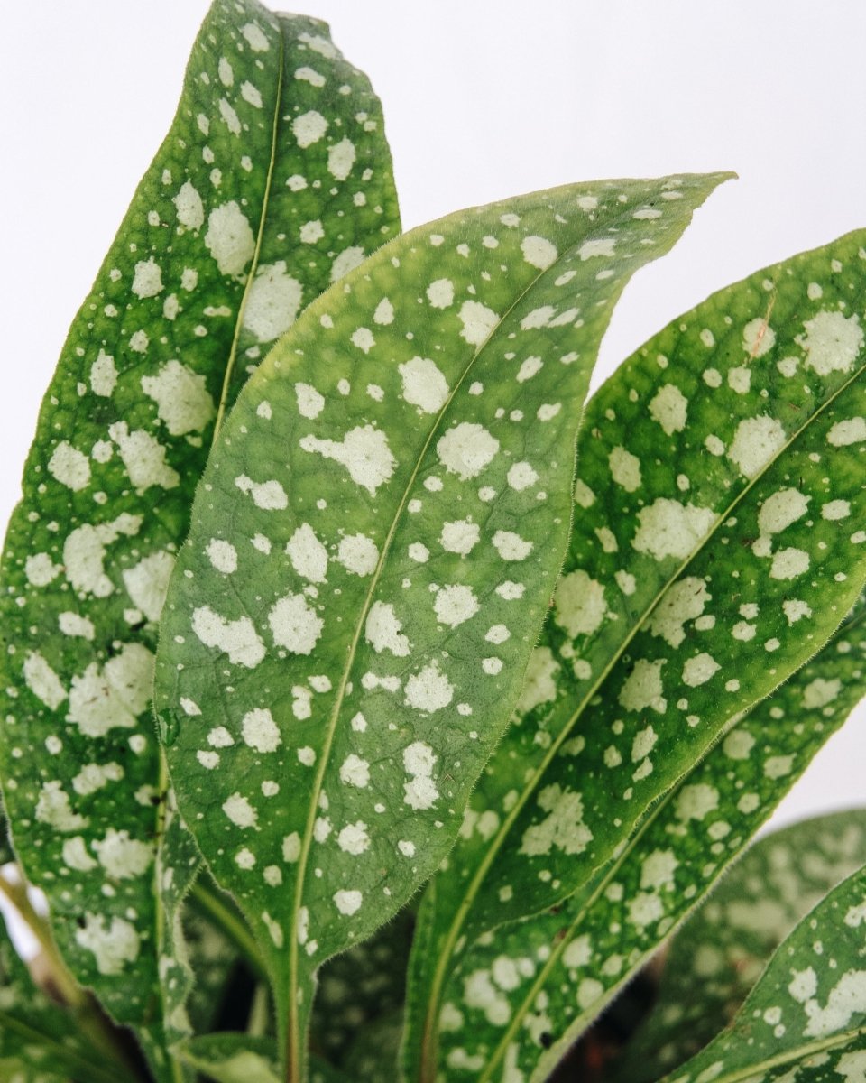 Trevi Fountain Lungwort - LandscapeDirect