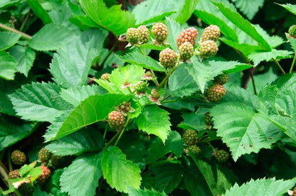 Triple Crown Blackberry - LandscapeDirect