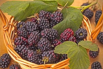 Triple Crown Blackberry - LandscapeDirect