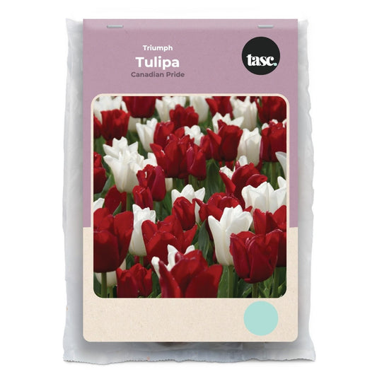Triumph Canadian Pride Tulip - LandscapeDirect