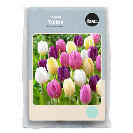 Triumph Flag Assorted Tulip - LandscapeDirect