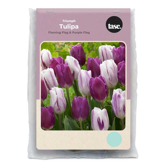 Triumph Flaming Flag & Purple Flag Tulip - LandscapeDirect