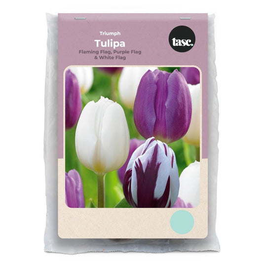Triumph Flaming Flag, Purple Flag & White Flag Tulip - LandscapeDirect