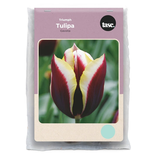 Triumph Gavota Tulip - LandscapeDirect