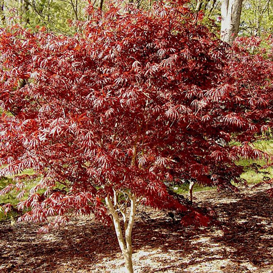 Shop Japanese Maples: – LandscapeDirect