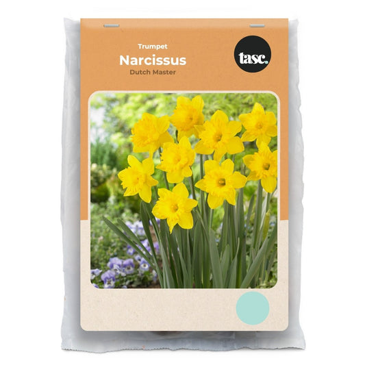Trumpet Dutch Master Daffodil - LandscapeDirect