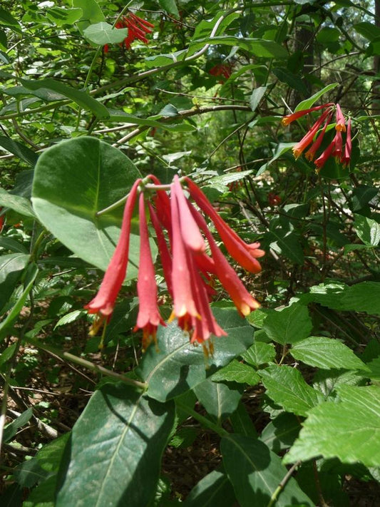 Trumpet Vine - LandscapeDirect