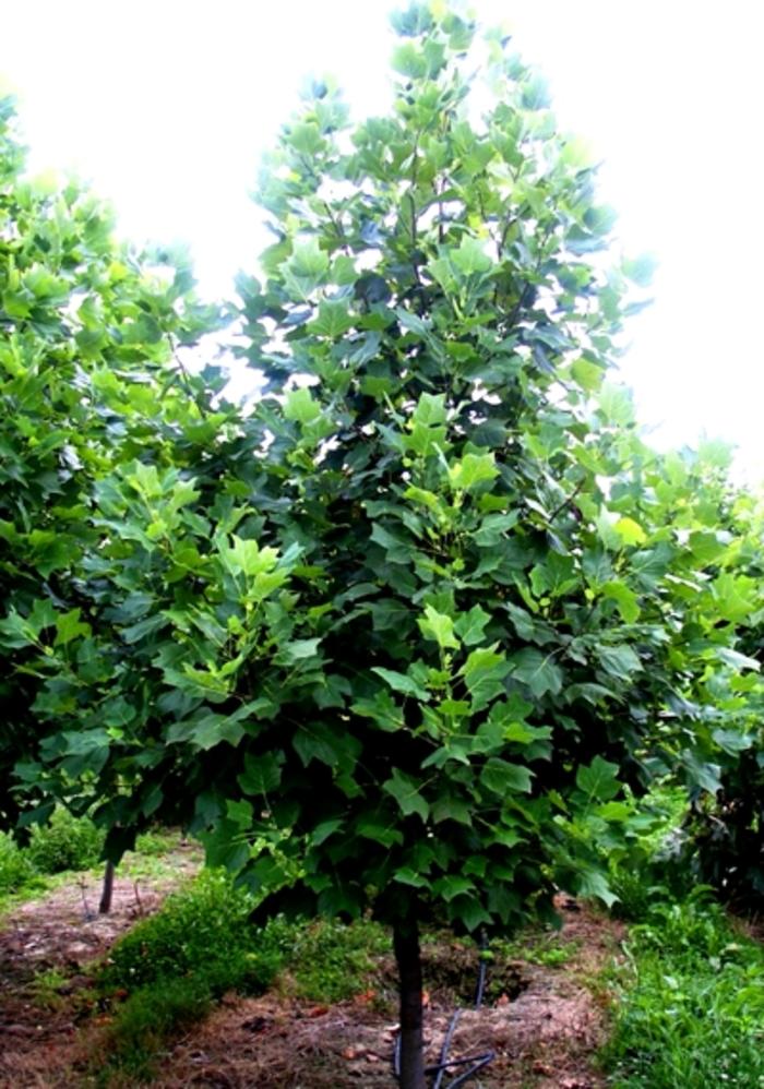 Tulip Tree