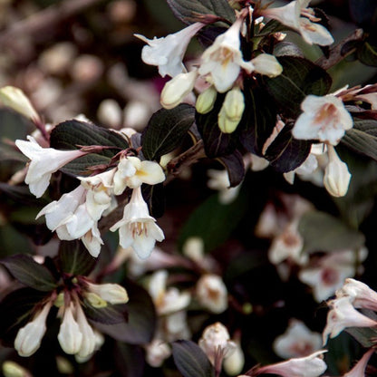 Tuxedo Weigela - LandscapeDirect