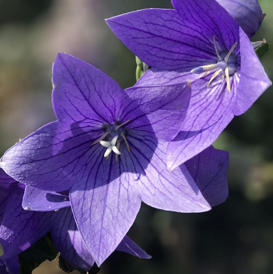 Twinkle Blue Balloon Flower - LandscapeDirect