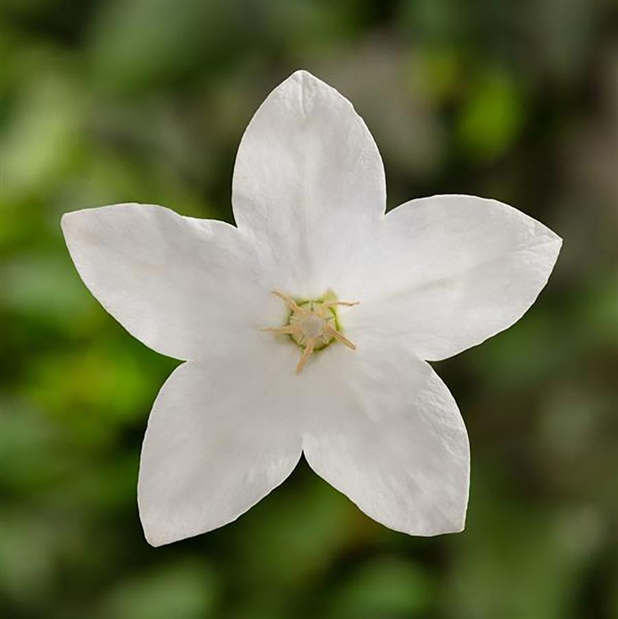 Twinkle White Balloon Flower - LandscapeDirect