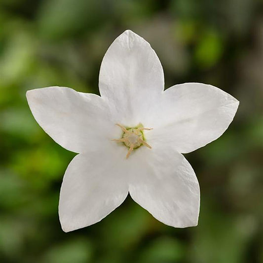 Twinkle White Balloon Flower - LandscapeDirect