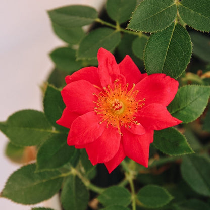 Urban Legend Shrub Rose - LandscapeDirect
