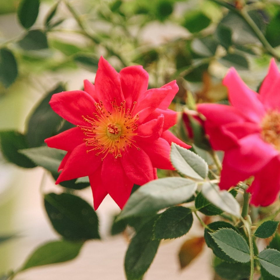 Urban Legend Shrub Rose - LandscapeDirect